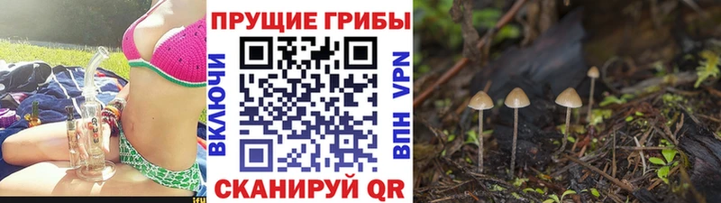 хочу наркоту  Ревда  Галлюциногенные грибы Psilocybine cubensis 